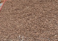 लमजुङमा अलैँची बिक्रीबाट २४ करोड आम्दानी