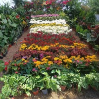 काठमाडौँमा २७ औँ ‘फ्लोरा एक्स्पो’ सुरु