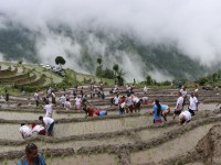 देशभर एक लाख ३७ हजार हेक्टर जमिन रोपाइँ