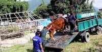 सडक चौपायाको व्यवस्थापनमा पोखरा महानगरको सक्रियता