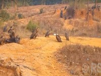 बर्दिबासको पर्यावरणबारे बढ्दै चासो