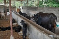 विदेशको मोह त्यागेर भैँसीपालन