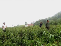 व्यवसायिक चिराइतोखेतीबाट १२ लाखसम्म आम्दानी लिँदै
