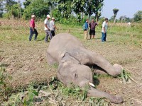 बराहक्षेत्रमा जंगली हात्ती मृत फेला