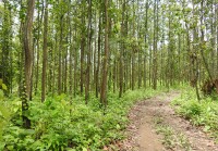दक्षिण एसियामा सबैभन्दा बढी वनक्षेत्र हुनेमा नेपाल दोस्रो स्थानमा