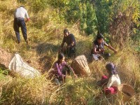 भोजपुरका किसान कोदो थन्क्याउन व्यस्त