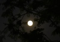 धनधान्यकी देवी महालक्ष्मीको पूजा आराधना गरियो, राति जाग्राम बसिँदै