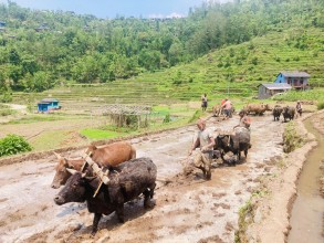 हाते ट्र्याक्टर छोडेर गोरु पाल्दै किसान