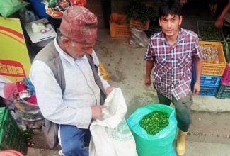 अकबरे खुर्सानी खेतीबाट मनग्य आम्दानी