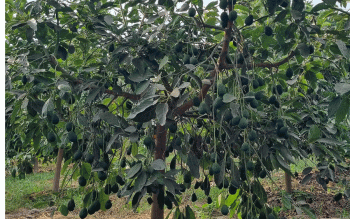 एभोकाडोमा खटिराजन्य रोगको समस्या