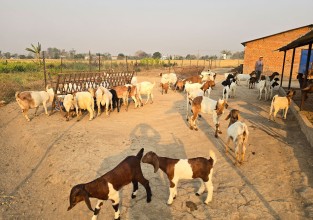 विदेशबाट फर्किएका युवा बाख्रापालन व्यवसायमा सम्लग्न