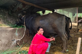 ‘दूधमा प्रोत्साहन अनुदान’ कार्यक्रमबाट कर्णालीका किसान लाभान्वित
