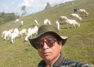 बाख्राको दूधबाट चिज बनाएर आम्दानी गर्दै गुरुङ