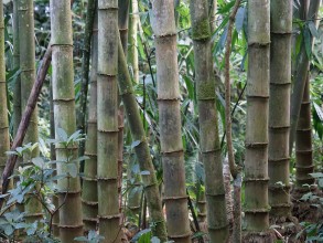अब बाँसबाट एकदेखि दुईतले आवासीय भवन निर्माण गर्न सकिने