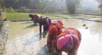 सर्लाहीमा बढ्न सकेन चैते धानखेती