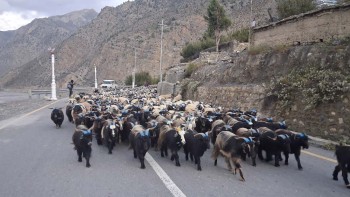 हिउँ छिचोल्दै एक हजार भेडाच्यांग्रा मुस्ताङ आइपुगे