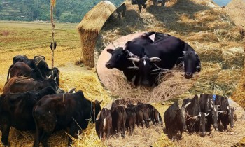 पोखरामा दाइँ महोत्सव