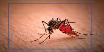 लामखुट्टेको लार्भा नष्ट गर्न जैविक विषादी