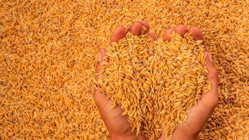 धान बिक्री गर्ने किसानलाई चेकमार्फत भुक्तानी