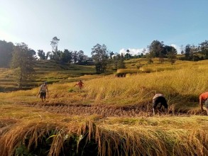 बारामा दुई लाख ७१ हजार मेट्रिक टन धान उत्पादन