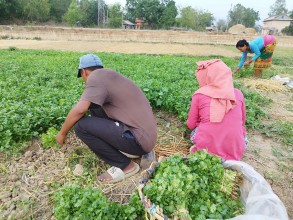 धनियाँ बिक्री गरेर वार्षिक आठ लाख आम्दानी