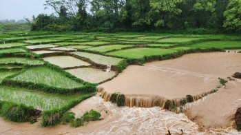 दाङमा डुबेर दुई सय २८ जनाको मृत्यु