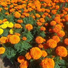 तिहारमा करिब ५२ लाख माला खपत हुने अनुमान