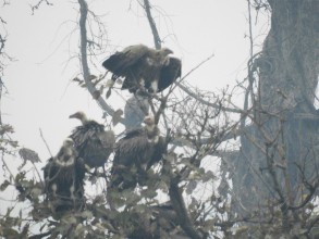 पोखरा क्षेत्रमा भेटिए तीन सय ८७ गिद्ध 