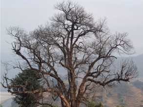कटहरका रुख सुकेपछि किसान चिन्तित