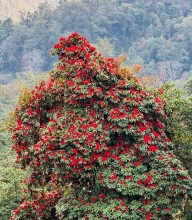 लालीगुराँस पदमार्गमा समावेश गर्न आग्रह