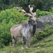 मे २४ लाई ‘अन्तर्राष्ट्रिय मारखोर दिवस’ को रुपमा मनाइने