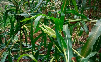 मकैखेती विस्तार गर्न किसानलाई अनुदान