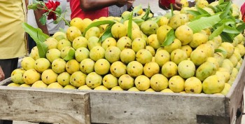 धनुषामा आँपको उत्पादन २३ हजार एक सय मेट्रिकटन