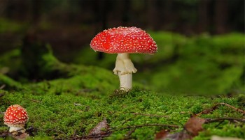 विषालु च्याउ खाँदा एकै परिवारका तीन जना बिरामी