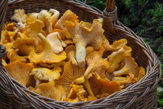 विदेशमा मेनेजरको जागिर छाडेर नेपालमा च्याउ खेती
