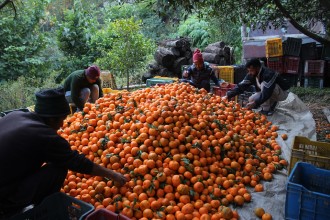 चार करोडभन्दा बढीको सुन्तला बिक्री