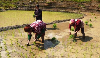 पर्वतमा बर्सेनि चैतधान रोपाइँ हुने क्षेत्रफल घट्दै