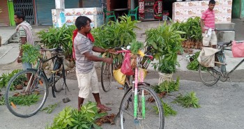 फलफूलका बिरुवा बेच्न रौतहटबाट दाङ