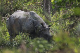 गैँडाको शून्य चोरीसिकार पाँच सय दिन कट्यो