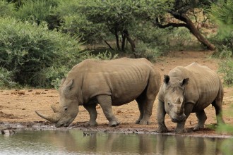 वन्यजन्तु संरक्षण चुनौतीपूर्ण बन्दै, दश महिनामा २१ गैँडा मरे