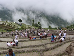 देशभर एक लाख ३७ हजार हेक्टर जमिन रोपाइँ