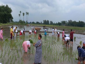 झापामा धान रोपाइँ अन्तिम चरणमा, ९४ प्रतिशत क्षेत्रमा रोपाइँ सम्पन्न