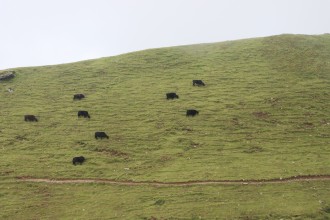 सडकले पछि परेको शैलुङ कृषिमा आत्मनिर्भर बन्दै