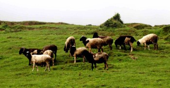 भेडापालन प्रवर्द्धन गर्न गोठालो भत्ता
