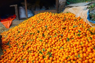पाल्पामा रु ५२ करोड ७६ लाख बढीको सुन्तला बिक्री