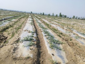 विदेशबाट फर्केर बगरमा तरभुजाखेती