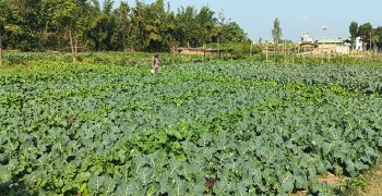तरकारीखेतीबाट वार्षिक छ लाखभन्दा बढी आम्दानी