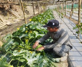 सागसब्जी खेतीबाट वार्षिक सात लाख आम्दानी गरिरहेका हिराबहादुर