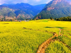  तोरीखेती गर्ने किसानलाई २७ लाख अनुदान