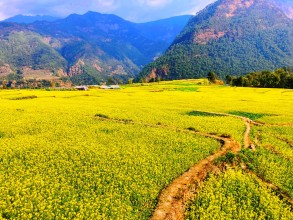 चितवनमा उत्पादित तोरीको तेल जान्छ देशैभरि